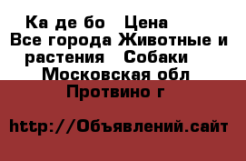 Ка де бо › Цена ­ 25 - Все города Животные и растения » Собаки   . Московская обл.,Протвино г.